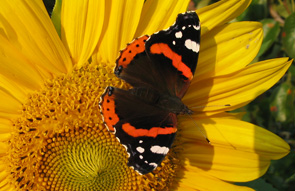 A Butterfly on a Flower