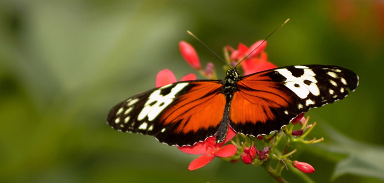 A Butterfly at the Niagara Parks Butterfly Conservatory