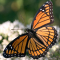 
                        Butterfly Conservatory